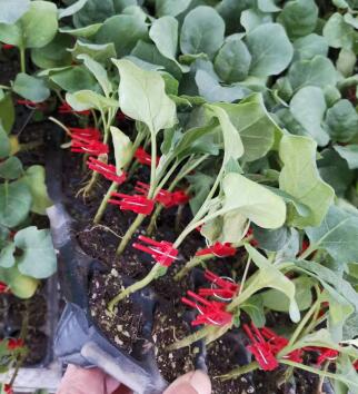 信宜卖黑宝圆茄子苗,肇庆嫁接茄子苗育苗厂2026