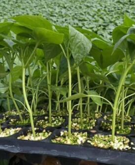 白水专业育苗厂,合阳螺丝椒苗\薄皮辣椒苗2026