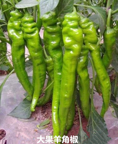 通辽哪有育螺丝椒苗厂家,霍林郭勒线椒苗批发价格2026