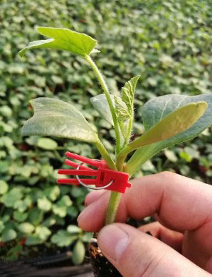 睢县哪有育嫁接西瓜苗,宁陵2k\美都西瓜苗育苗厂2026